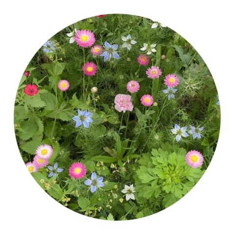 Bolsas de semillas de flores secas de 4 gramos Marrón | sin montaje de publicidad | no disponible | no disponible | no disponible