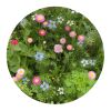 Bolsas de semillas de flores secas de 4 gramos Marrón