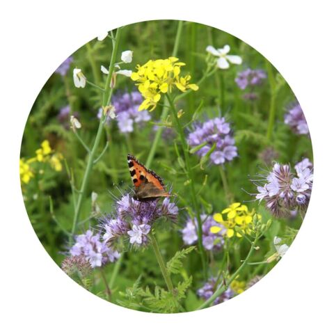 Bolsas de semillas de flores de abeja y mariposa de 4 gramos Marrón | sin montaje de publicidad | no disponible | no disponible | no disponible