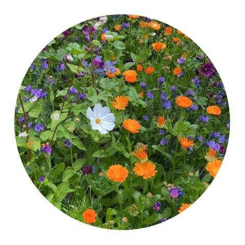 Bolsas de semillas de flores cortadas de 4 gramos Marrón | sin montaje de publicidad | no disponible | no disponible | no disponible